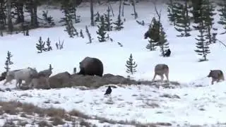 bo‘ri va it jangi