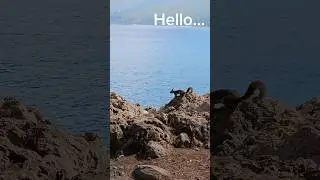 Deniz'deki Sincap 🐿 😄 #deniz #sincap 📷
