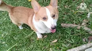 #037DAILY ROUTINE CORGI DOG/BONDING/PLAYFUL#corgi#pet#happy#cute#funny#youtubevideo#viral#animal#