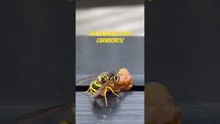 Yellowjackets are carnivores!