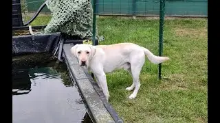 un labrador qui s'éclate dans son parc