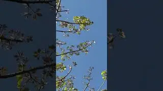 Red Silk Cotton Tree ਸਿੰਮਲ ਰੁੱਖ