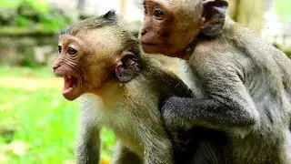 Sadness Julina till angry mum, Julina try to stop Elino & BronX argue seriously, Poor baby 1131