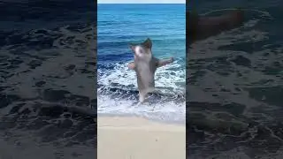 Happy Kitten Dancing to the Beat of the Sea! 