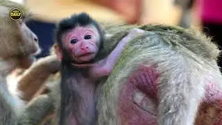 Young mother first give a birth Angkor daily 1650