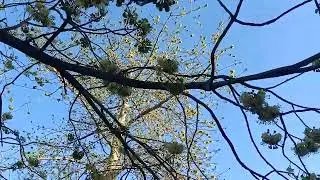 សត្វឃ្មុំប្រមូលទឹកដមផ្កាគ