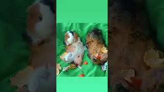 Бузя и Кузя обожрались! Куда смотрит Вера?! #свинкабузя #морскиесвинки