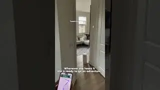 I accidentally conditioned my dog to the Google Maps voice