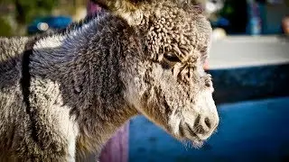 Oatman 2018, Burros, Route 66, HD, GoPro