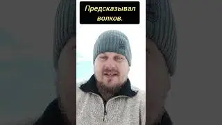 Предсказал волков. 