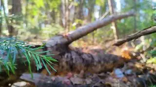 Сэндвич с ветчиной и сыром на гриле