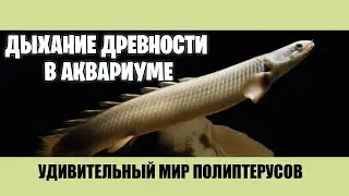 Удивительный мир Полиптерусов: Дыхание древности в аквариуме