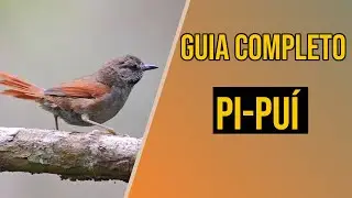 Pi-puí: Guia completo de criação!