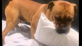 My Boerboel Loves Being Naughty 