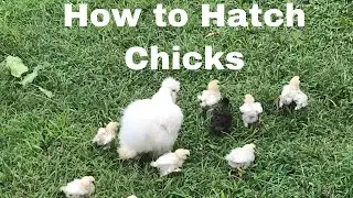 FIRST Hatch with a Genesis Hovabator 1588