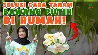 CARA GAMPANG TANAM BAWANG PUTIH DI RUMAH!