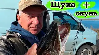 Pike fishing from the shore with a spinning rod. Autumn pike feeding frenzy.
