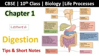 Lecture 6 | NCERT | CBSE 10th Class Biology | Chapter -1 Life Processes | Digestion | Get Good Marks