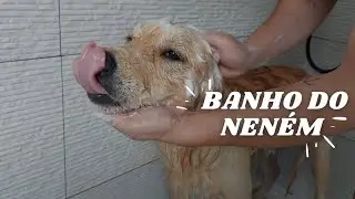 BANHO GOLDEN NO CHUVEIRO. #goldenretriever