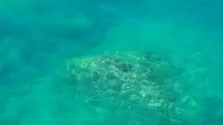 Дельфинотерапия.  Исцеляющие звуки дельфинов. Dolphin therapy. Healing dolphin sounds.