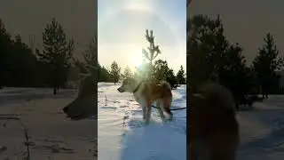 Акита ину на улице часть 4  🦁 #акита-ину, #акита, #акитаину, #akitainu, Akita Inu