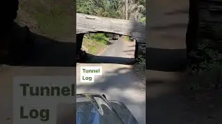 Tunnel Log | Sequoia National Park 