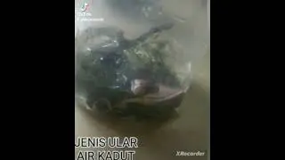 Misteri ular air👹🐠🐍