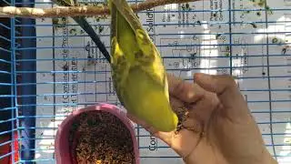 The first step to tame a bird || Budgies are eating from hand
