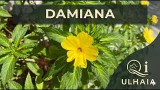Propiedades medicinales de la DAMIANA ( Turnera Diffusa)