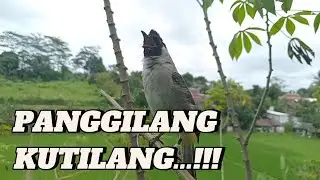 PANGGILAN KITILANG..!! Kutilang Ribut