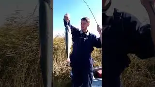 Балхаш жерех рыбалка
