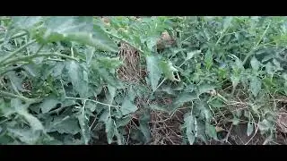 Our Tomato Project 1 MONTH 2 Weeks. Most Delicate Stage
