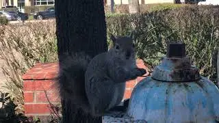 Squirrel eating Doritos SUPER BOWL 2023