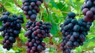 Опрыскиваем виноград солью! 21марта