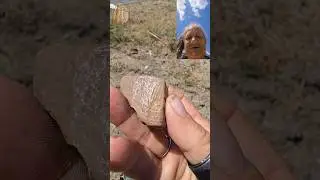 Amazing Petrified Wood Find #shorts #petrifiedwood #agate