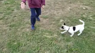 Канада площадка для выгула собак / Canada Dog Park