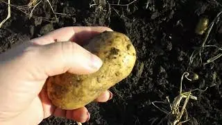 НАКАСЯЧИЛИ С КАРТОФЕЛЕМ/НАШИ ОШИБКИ