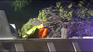 El temporal provocó la caída de un ciprés sobre avenida Bustillo