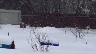 Заяц на даче