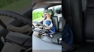 This man thought his dogs how to drive 😱