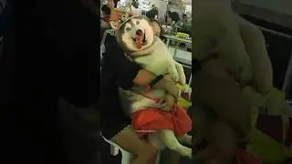 Normal dogs vs Huskies🤣🐕