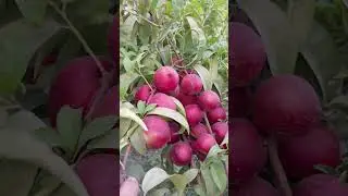 Шафтоли Минг дардга шифо