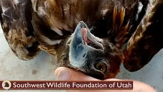 Eagle Ate Too Much to Fly!