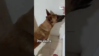 #джеки #бельгийскаяовчарка #приколысживотными #животные #рекомендация #топ #собаки