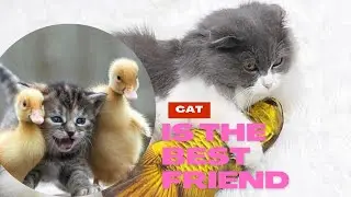 cat is the best friend  | funny cats videos compilation (7)