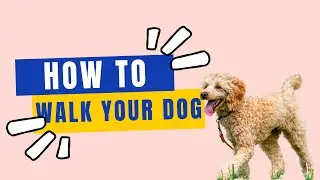 How to Teach Your Kid to Walk the Dog