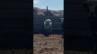 Бычит