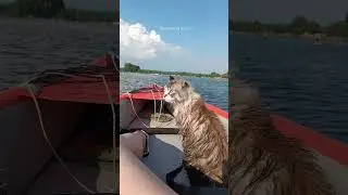 Кот плывет на сапе