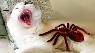 Funny animals - Funny cats and dogs - Funny animal videos 2024🤣