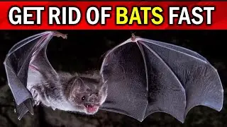 How To Get Rid of Bats Naturally in your House, Attic & Roof